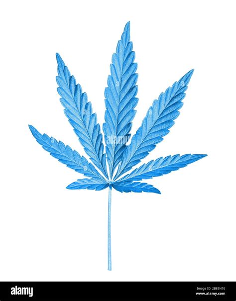 Blue Weed Leaf