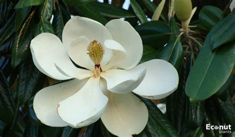 The Reasons For The Yellow Leaves On Your Magnolia Tree