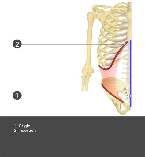 Transverse Abdominis Muscle Its Attachments And Actions 58 OFF