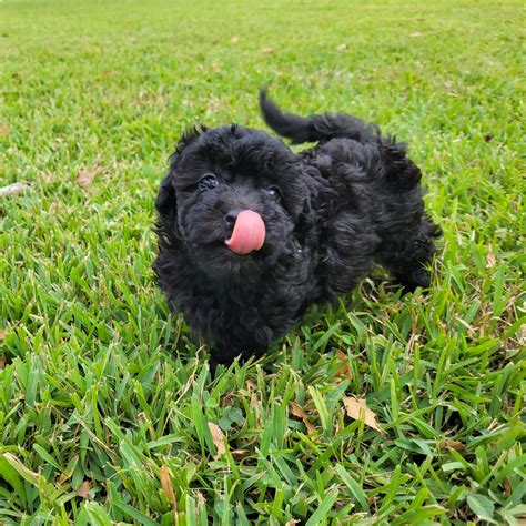 Sweetie Black Maltipoo Puppy Female Micheles Puppies And Paws