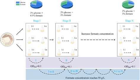 Schematic Diagram Of High Formate Tolerance And Omics Analysis Of