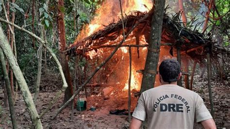 Pol Cia Federal Queima Mil P S De Maconha No Oeste Do Maranh O