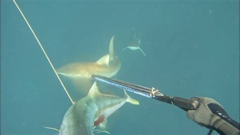 Spearfishing with Sharks - YouTube