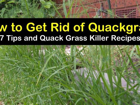 Quackgrass Control