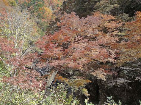 紅葉中津峡 秩父市 ださいたま 埼玉 彩の国 エッセイ