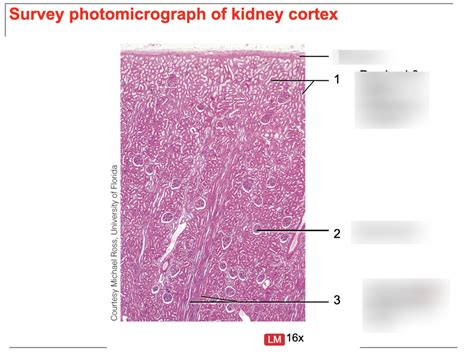 Histology Of Kidney Cortex Diagram Quizlet