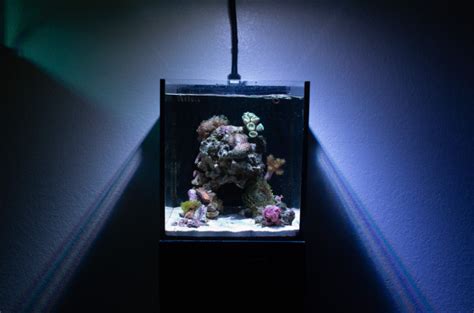 10 Gallon Nano Reef Tank Makeover Reef Builders The Reef And