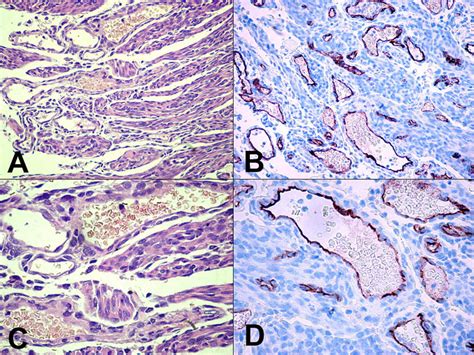 A Histopathological Picture Of The Angioleiomyoma In The Degu The