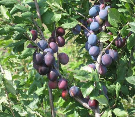 Саженцы сливы богатырская синяя купить в Москве по цене от 690 рублей