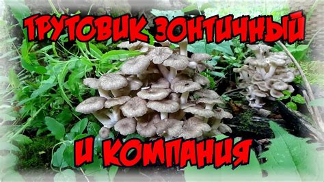 Трутовик зонтичный и компания. - YouTube
