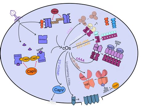 Frontiers The Arms Race Between Bacteria Cbass And Bacteriophages