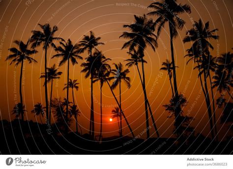 Sun Shining Through Palm Trees In Sunset A Royalty Free Stock Photo