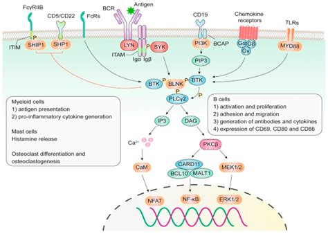 Ijms Free Full Text Brutons Tyrosine Kinase Inhibitors Recent Updates