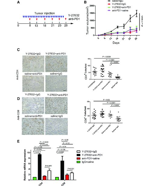 The Rock Inhibitor Y 27632 Represses Breast Cancer Progression A Download Scientific Diagram