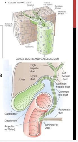 Primary Biliary Cirrhosis Cholangitis Flashcards Quizlet