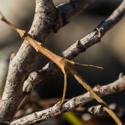 Is Stick Insect Harmful Pet Brilliant