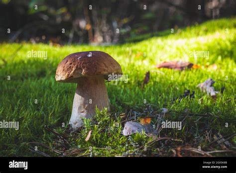 Big Porcini Mushroom In Moss Forest Royal Cep Mushrooms Food Boletus