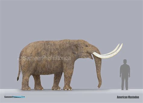 American Mastodon Size by SameerPrehistorica on DeviantArt