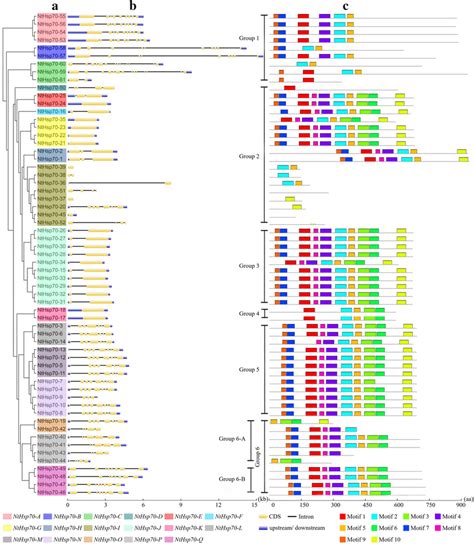 Phylogenetic Tree Exon Intron Structure And Motif Analysis Of Download Scientific Diagram