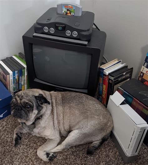 pugging   retro gaming corner rpugs