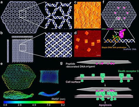 DNA origami as a potential anti-cancer drug – DNA-Robotics