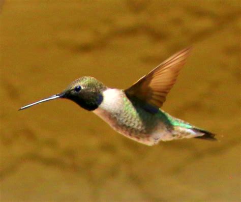 Black Chinned Hummingbird Archilochus Alexandri Order Cap Flickr