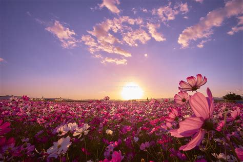 Flowers On The Sunset Wallpapers - Wallpaper Cave