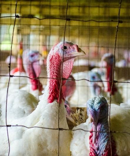 Turkey Farms Bear Brunt Of Ongoing Us Avian Flu Outbreaks Cidrap