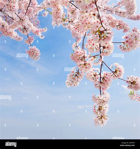 USA, Washington DC, Cherry tree in blossom Stock Photo - Alamy