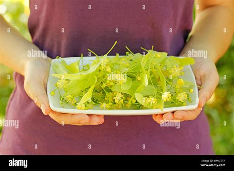 Collecting linden tree leaves Stock Photo - Alamy