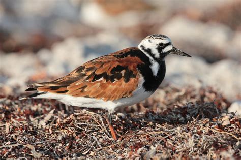 Ruddy Turnstone Audubon Field Guide