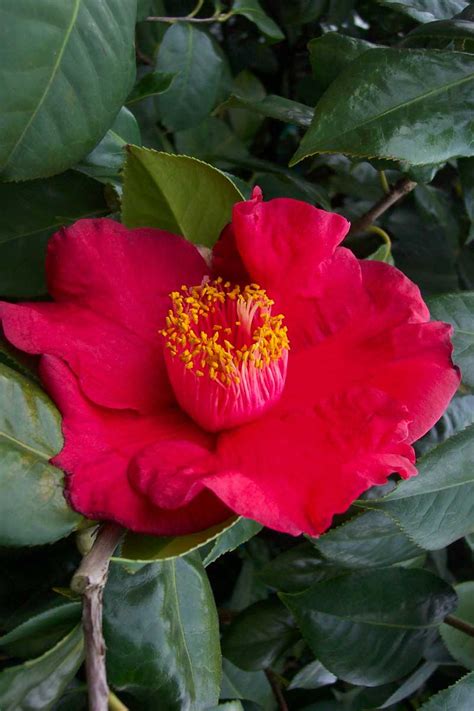 Camellia Reticulata – Camellia Grove Nursery