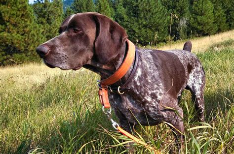 Bird Dog Training Upland Bird Ranch