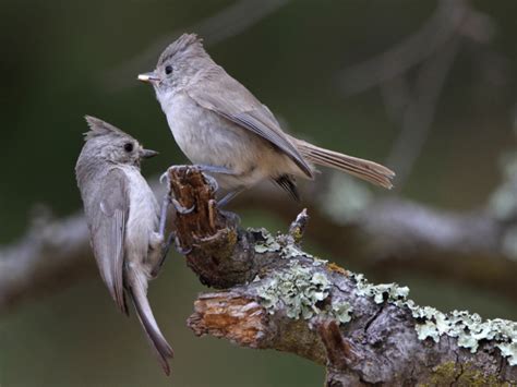 Tags Birds Wildfire