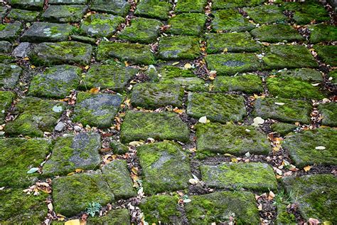 Come Eliminare Il Muschio In Giardino In Modo Naturale