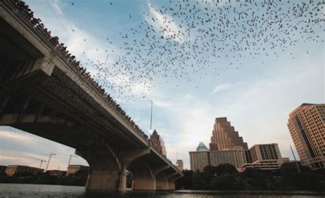 Travel Report El Puente De Los Murciélagos En Austin Texas Travel Report