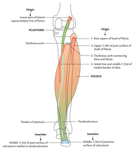 Gastrocnemius Origin And Insertion Medial View Of A Cadaver