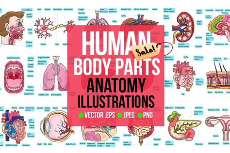 Human Body Parts Organs Anatomy Bundle Bundle · Creative Fabrica