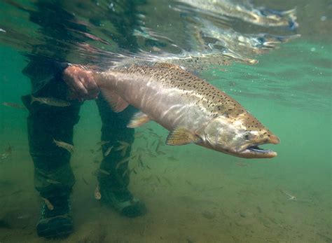 Aleutian Islands Fishing Lodge | Alaska Duck Hunting King Eider Hunting