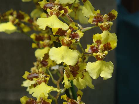 Oncidium Baueri Alchetron The Free Social Encyclopedia