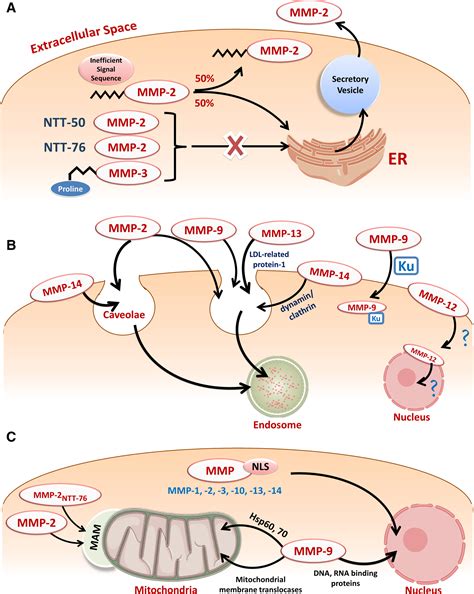 Multifunctional Intracellular Matrix Metalloproteinases Implications