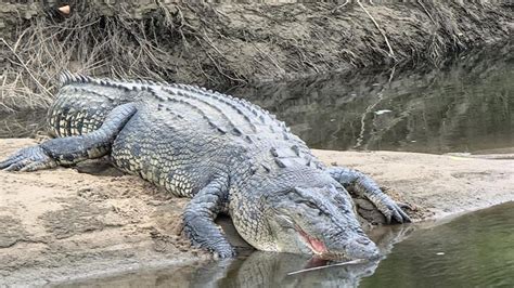 Babinda Croc Rangers Put Up Saltie Warning Signs At Rotary Park The