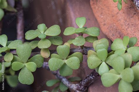 Foto De Portulacaria Afra Succulent Plant In The Garden Also Know As