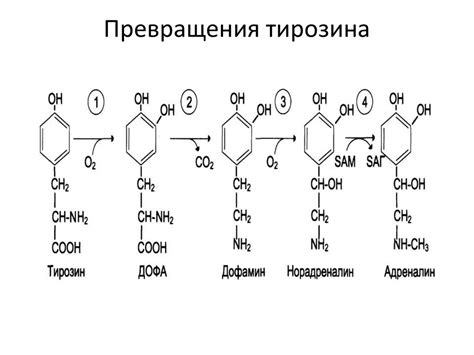 Обмен белков. Декарбоксилирование аминокислот в тканях - презентация онлайн