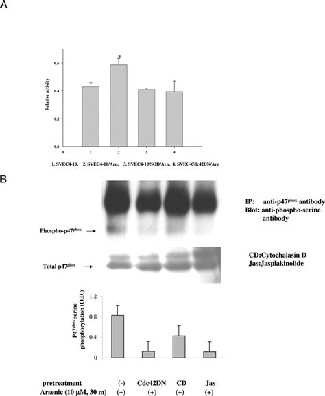 Cdc42 Regulates Arsenic Induced Nadph Oxidase Activation And Cell