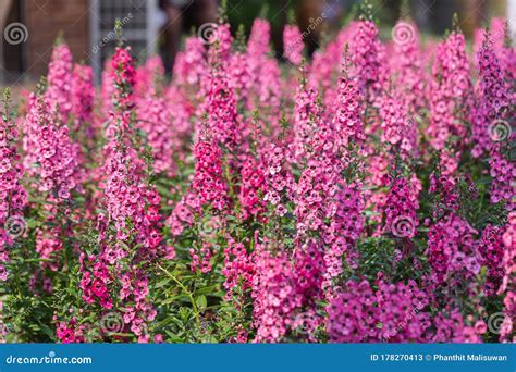 Angelonia Serena Flower In Garden At Sunny Summer Or Spring Day Stock