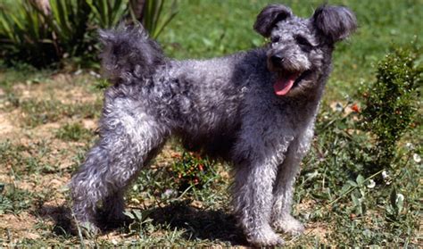 Pumi Vs Puli Breed Comparison Mydogbreeds