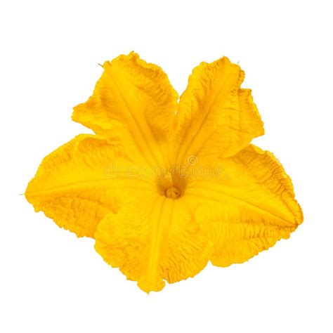 Large Yellow Zucchini Flower Blooming Gourd On A White Background