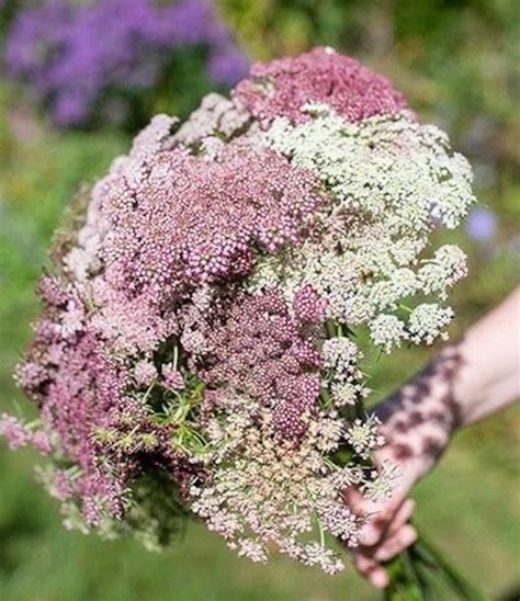 50 Seeds Queen Annes Lace Ammi Majus Color Mix Annual Etsy