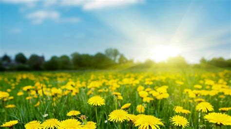 Spring Field With Dandelions On Bright Sunny Day Windows Spotlight Images